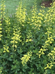 Baptisia sphaerocarpa
