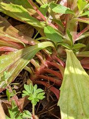 Epilobium lanceolatum