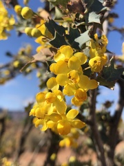 Berberis fremontii