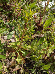 Epilobium lanceolatum