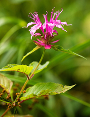 Monarda media