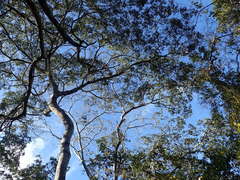 Brachystegia spiciformis