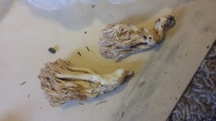 Ramaria acrisiccescens