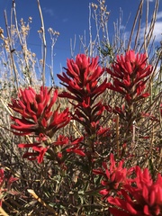 Castilleja scabrida