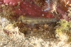 Gnatholepis thompsoni