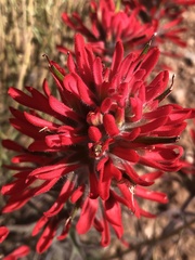 Castilleja scabrida