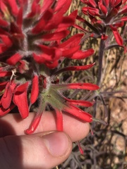 Castilleja scabrida