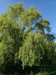 Populus simonii