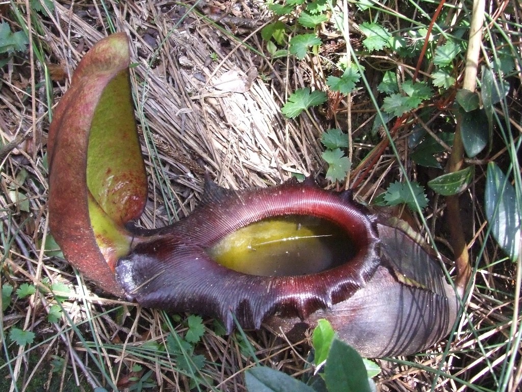 Nepenthes rajah, Sabah, MY