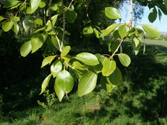 Populus simonii