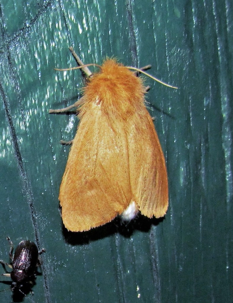 Paracles aurantiaca