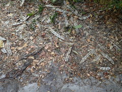 Brachystegia spiciformis