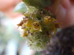 Appendicula congesta