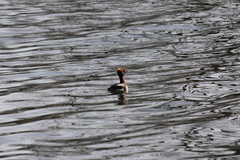 Podiceps auritus