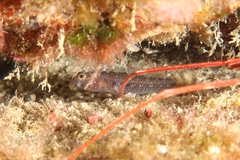 Vanneaugobius canariensis