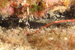 Vanneaugobius canariensis