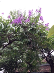 Lagerstroemia speciosa