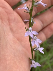Lobelia appendiculata