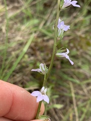 Lobelia appendiculata
