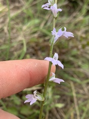 Lobelia appendiculata