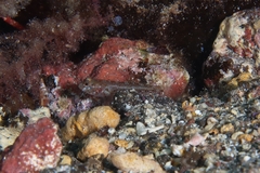 Vanneaugobius canariensis