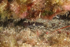 Vanneaugobius canariensis