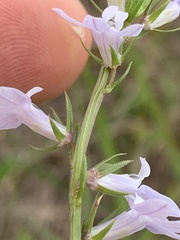 Lobelia appendiculata