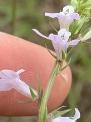 Lobelia appendiculata