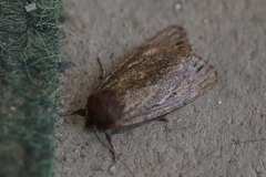 Ufeus satyricus