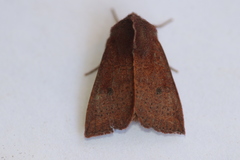 Orthosia transparens