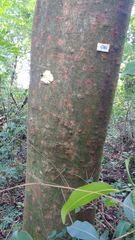 Gallesia integrifolia