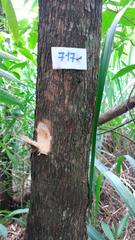 Machaerium stipitatum