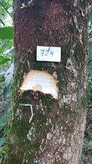 Tabernaemontana catharinensis