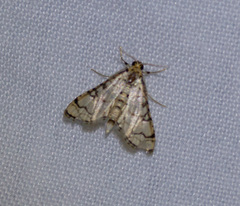 Hileithia rehamalis