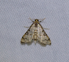 Hileithia rehamalis