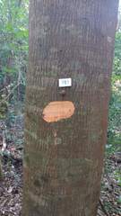 Anadenanthera colubrina