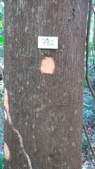 Anadenanthera colubrina