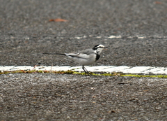 Motacilla alba lugens