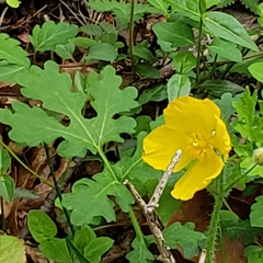 Stylophorum diphyllum