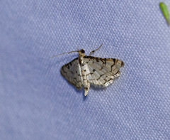 Hileithia rehamalis