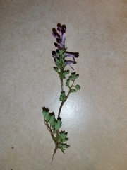 Fumaria gaillardotii