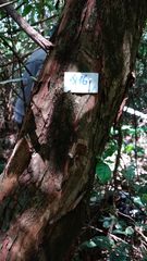 Campomanesia xanthocarpa