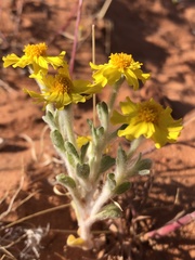 Eriophyllum wallacei
