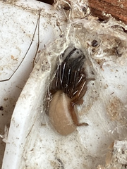 Dysderoidea