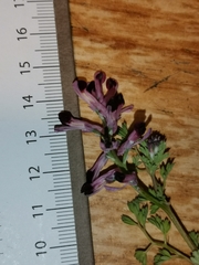 Fumaria gaillardotii