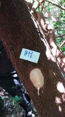 Copaifera langsdorffii