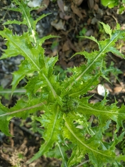 Sonchus asper