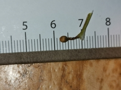 Fumaria gaillardotii