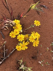 Eriophyllum wallacei