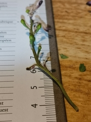 Fumaria gaillardotii